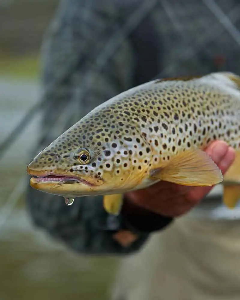 Mountain Fishing